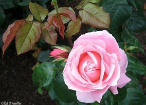 0722_queen_elizabeth_rose_flower