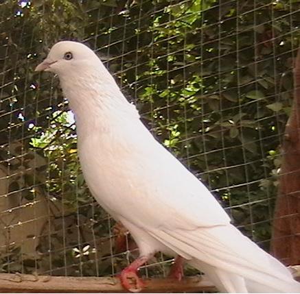 khaled_bro-1121532588